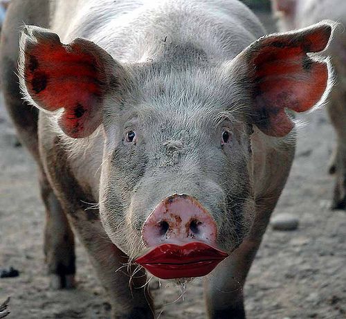 Lipstick on Pig